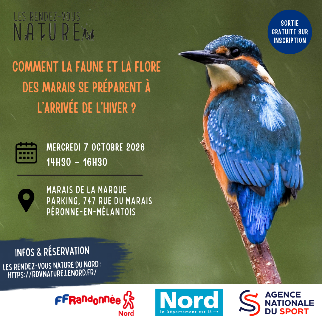 Comment la faune et la flore des marais se préparent à l’arrivée de l’hiver ? 🌿